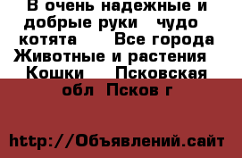 В очень надежные и добрые руки - чудо - котята!!! - Все города Животные и растения » Кошки   . Псковская обл.,Псков г.